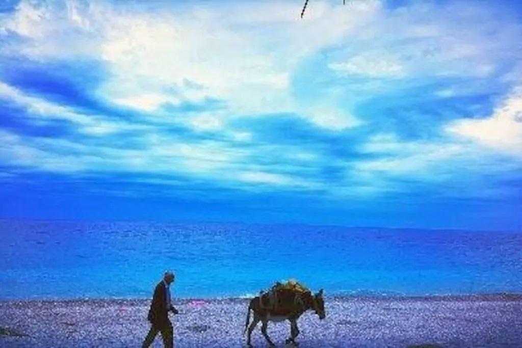 The Olive Grove *